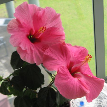 Hibiscus Bed & Breakfast Уаихи Екстериор снимка