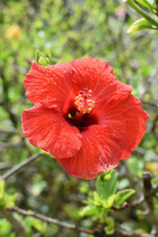 Hibiscus Bed & Breakfast Уаихи Екстериор снимка